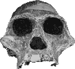 Australopithecus africanus skull