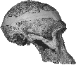 Australopithecus africanus skull