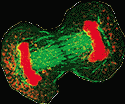 cell division