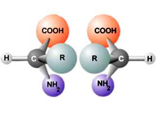 Chirality in amino acids