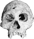 Homo erectus skull