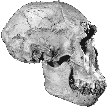 Homo erectus skull