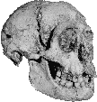 Homo floresiensis skull