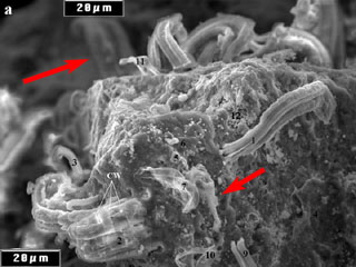 Microfossils in Meteorites?