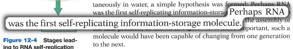 Perhaps RNA was the first self-replicating information-storage molecule.