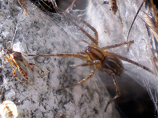 Wolf Spider